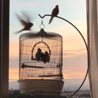 鳥かごの話