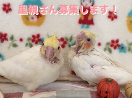 オカメインコルチノーのヒナ