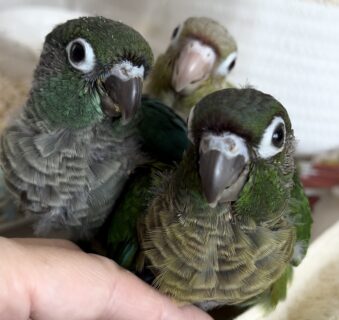 ウロコインコ兄弟里親さん募集