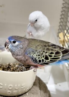 アキクサインコノーマル里親さん募集