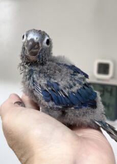 ウロコインコノーマルバイオレットDF里親さん募集