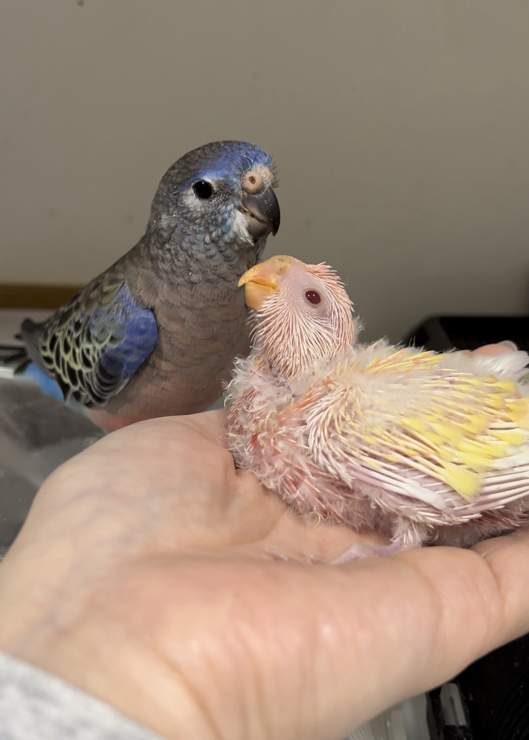 アキクサインコルチノー&ノーマル里親さん募集 - Birdy Hani