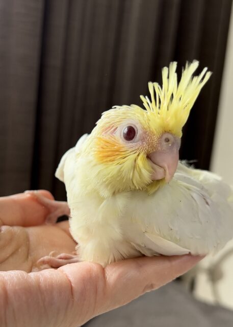 アキクサインコルチノー&ノーマル里親さん募集 - Birdy Hani