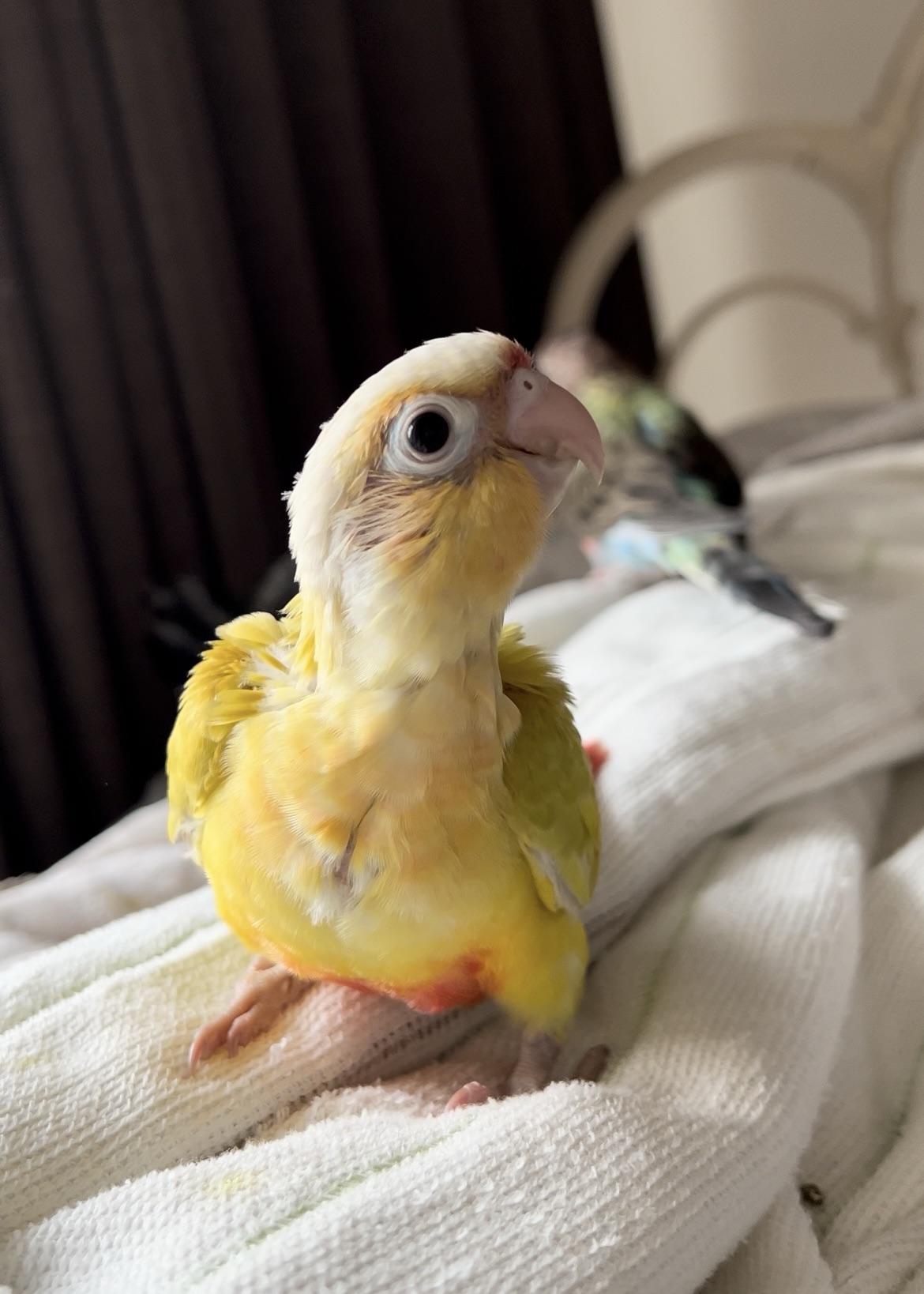 ウロコインコちゃん可愛い盛り！ - Birdy Hani