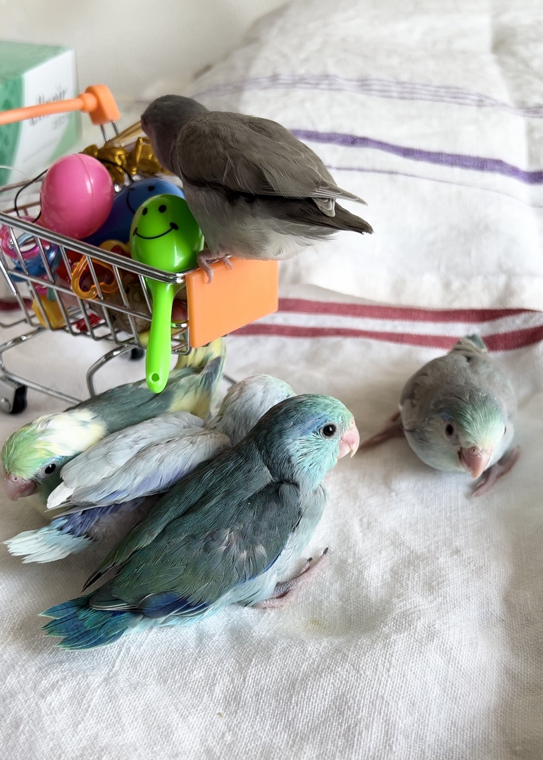 ターコイズお色見本 - Birdy Hani