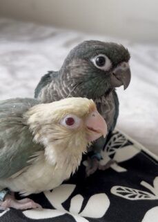 ウロコインコファロー姉妹