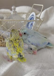 可愛いマメちゃんトリオ