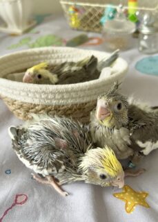 オカメインコ三兄弟お家募集中です！