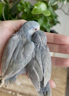 マメルリハ雛ちゃんズのお家を募集します。