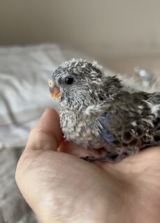 アキクサインコノーマルお家募集
