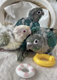 ウロコインコレアカラー販売