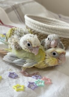 ウロコインコムーンチーク男子と女子とおチビさん