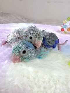マメルリハターコイズきょうだいお家募集中