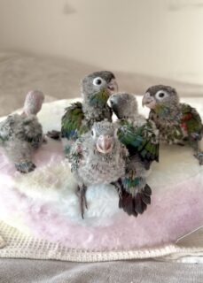 クリスマスインコ⁈