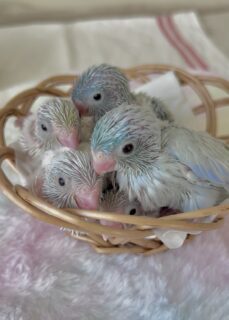 マメルリハダイリュート系ヒナちゃんお家募集！