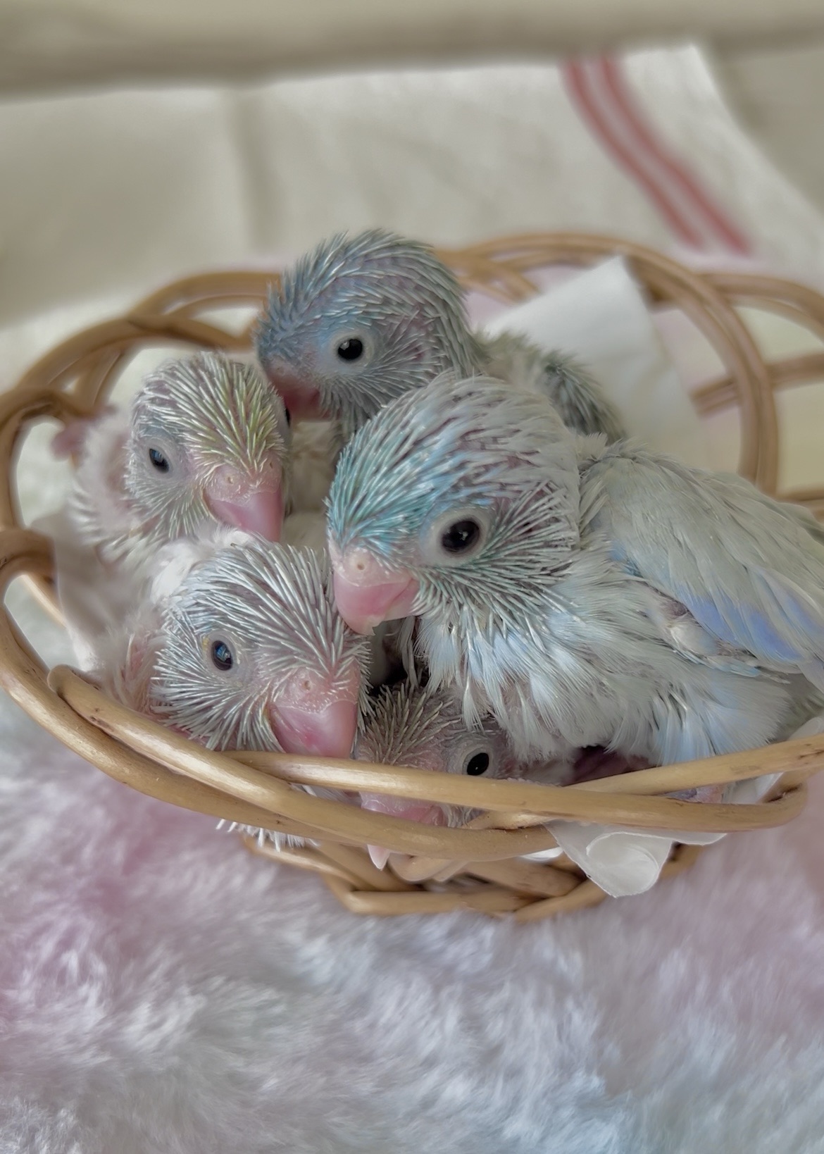 マメルリハダイリュート系ヒナちゃんお家募集！ - Birdy Hani