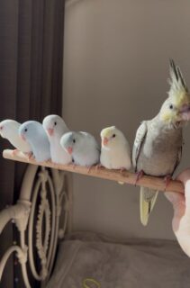 お家募集中はこちら！