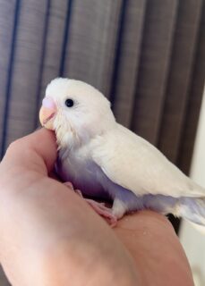 激カワ！ホワイトウィングライラック