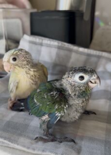 里親さん募集はこの2羽のみです！ウロコ幼稚園2026