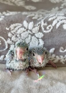 マメルリハダイリュート兄妹