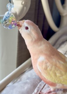 桃色天使ちゃん飼い主さま募集中