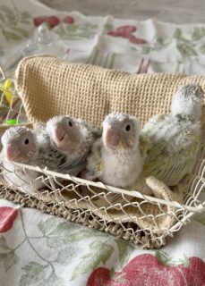 ムーンチーク&ミントシナモン