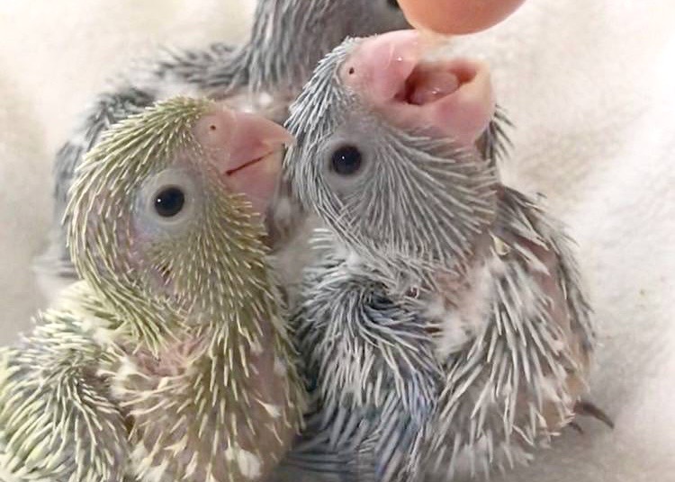 Birdy Hani - 神奈川県横浜市でマメルリハを中心にウロコインコ